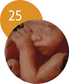 Ecografía 5D en la semana 25 de embarazo