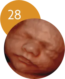 Ecografía 5D en la semana 28 de embarazo